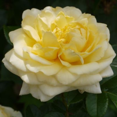 Роза Надя Зеруали Роза Надя Зеруали - Dolina-Sad.Ru