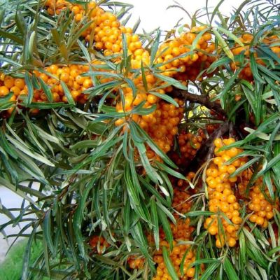 Облепиха садовая Облепиха садовая фото