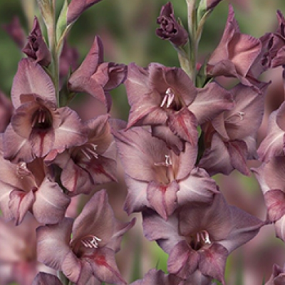 Гладиолус Торино Гладиолус Торино фото