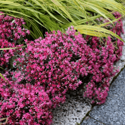 Седум синий Седум синий фото