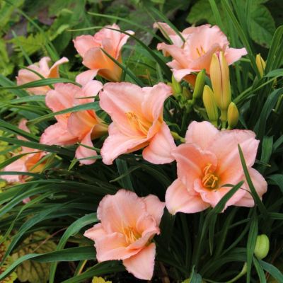 Лилейник Он энд Он Лилейник Он энд Он - Dolina-Sad.Ru