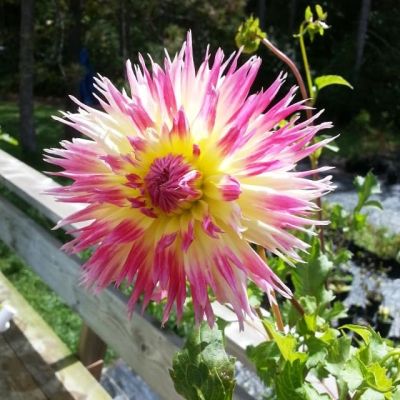 Георгина Линдси Мишэль (Гиганты) Георгина Линдси Мишэль (Гиганты) фото