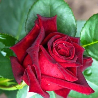 Роза Роял Баккара - Dolina-Sad.Ru