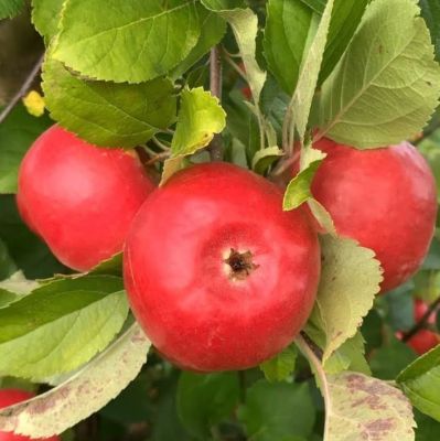 Яблоня Фридом/Осенняя Яблоня Фридом/Осенняя фото