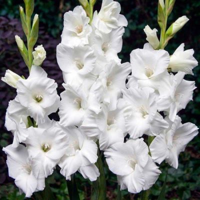 Гладиолус Бангладеш Гладиолус Бангладеш - Dolina-Sad.Ru