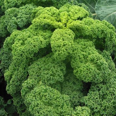Капуста листовая зеленое кружево, 0,1гр Капуста листовая зеленое кружево, 0,1гр фото