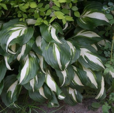 Хоста Найт Бефор Кристмас Хоста Найт Бефор Кристмас - Dolina-Sad.Ru