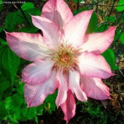 Клематис Руран Клематис Руран фото