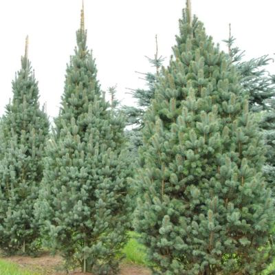 Ель колючая Изели Фастигиата Ель колючая Изели Фастигиата фото