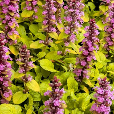 Живучка ползучая "Голд Чанг" фото