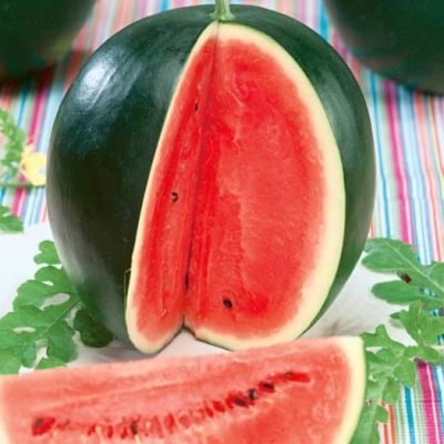 Арбуз Огонёк Арбуз Огонёк фото