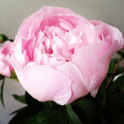 Пион Алерти - Dolina-Sad.Ru