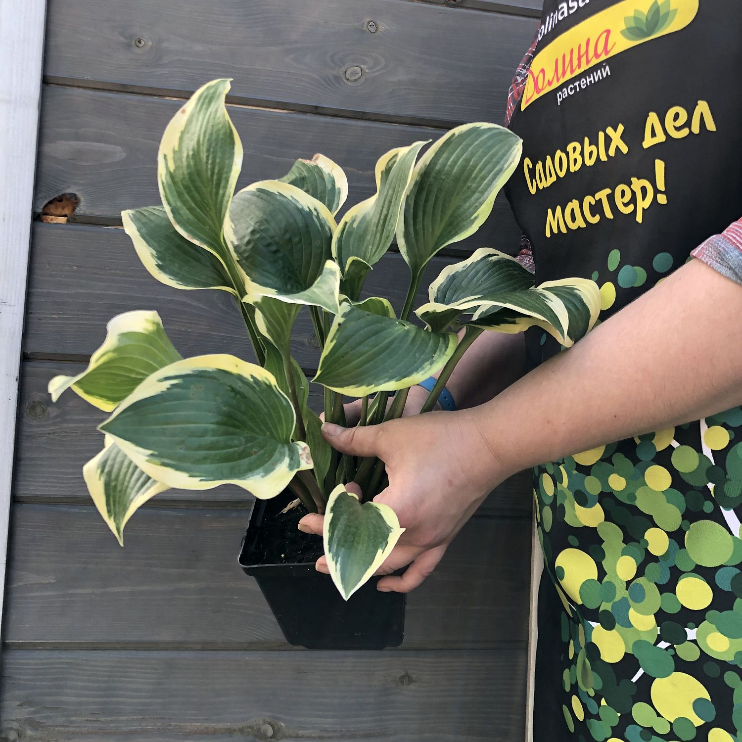 Хоста Квин Жозефин Хоста Квин Жозефин фото