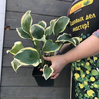 Хоста Квин Жозефин Хоста Квин Жозефин фото