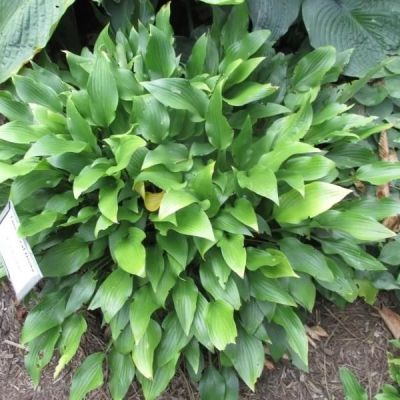 Хоста Грин Бэг Хоста Грин Бэг - Dolina-Sad.Ru