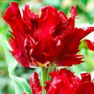 Тюльпан Ред Лизард Тюльпан Ред Лизард фото