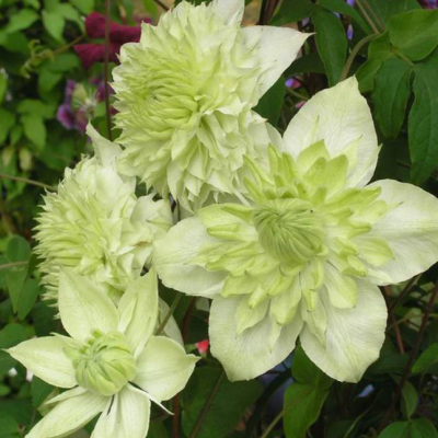 Клематис Сен-но-Казе Клематис Сен-но-Казе фото