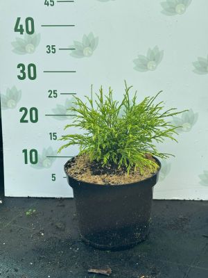 Кипарисовик горохоплодный Санголд, С3 Кипарисовик горохоплодный Санголд, С3 - Dolina-Sad.Ru