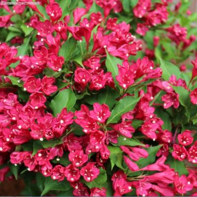 Вейгелла Нью Порт Рэд, С3 Вейгелла Нью Порт Рэд, С3 - Dolina-Sad.Ru