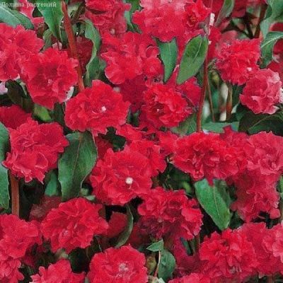 Кларкия Пурпурная , изящная Кларкия Пурпурная , изящная фото