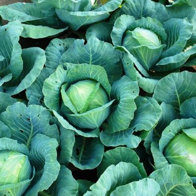 Капуста Белокочанная Ринда F1 (Seminis/Голландия) Капуста Белокочанная Ринда F1 (Seminis/Голландия) фото