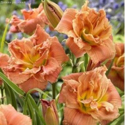 Лилейник Бестселлер фото