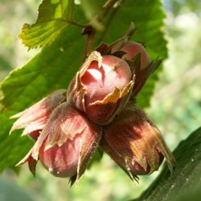 Лещина Тонда Романа Лещина Тонда Романа - Dolina-Sad.Ru