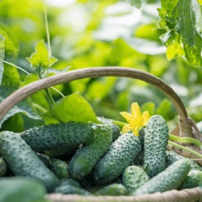 Огурец Корнет F1 (А) Огурец Корнет F1 (А) фото