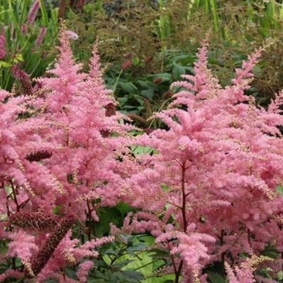 Астильба Брессингем Бьюти Астильба Брессингем Бьюти - Dolina-Sad.Ru