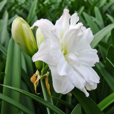 Амариллис Арктик Нимф Амариллис Арктик Нимф фото