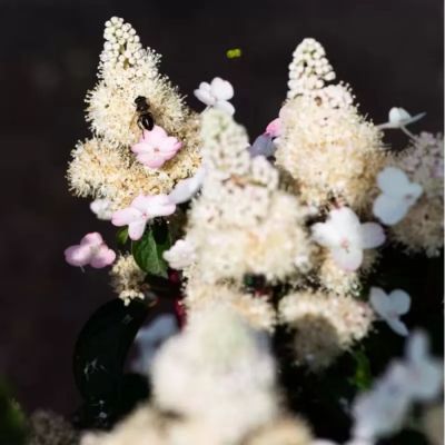 Гортензия метельчатая Инфинити, С3 - Dolina-Sad.Ru