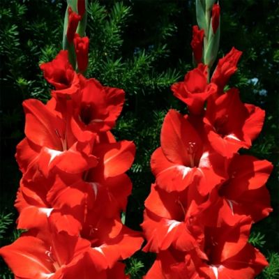 Гладиолус Трейдерхорн - Dolina-Sad.Ru