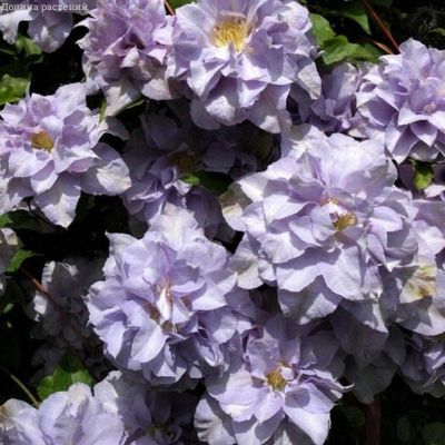 Клематис Люис Роу Клематис Люис Роу фото