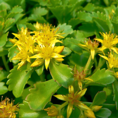 Седум камчатский фото