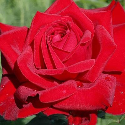 Роза Бургунд фото