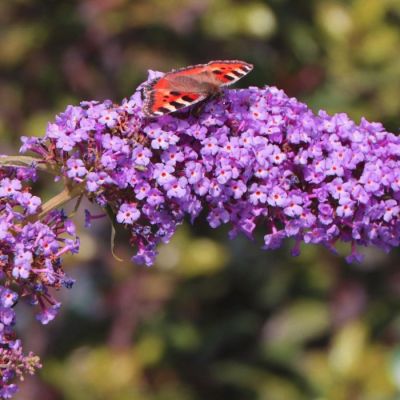 Буддлея Давида Софи Буддлея Давида Софи - Dolina-Sad.Ru