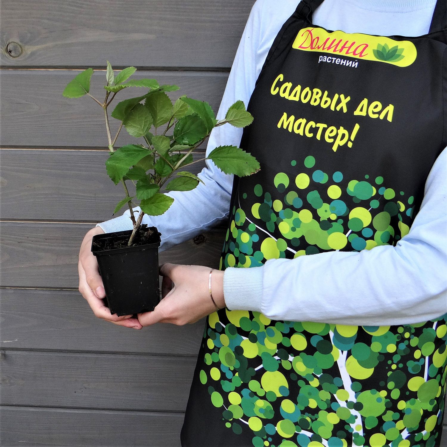 Гортензия древовидная Кендибель Бабл Гам Гортензия древовидная Кендибель Бабл Гам фото