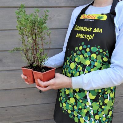 Лапчатка кустарниковая Элизабет фото