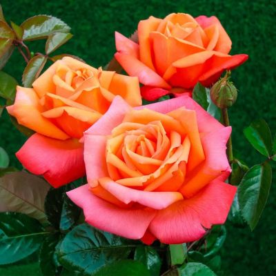 Роза Тройка фото