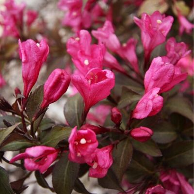 Вейгела Флорида Минор Блэк - Dolina-Sad.Ru