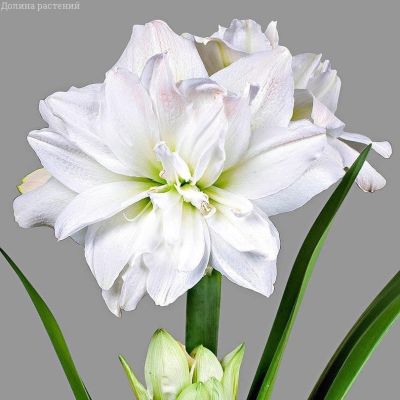 Амариллис Арктик Нимф Амариллис Арктик Нимф фото