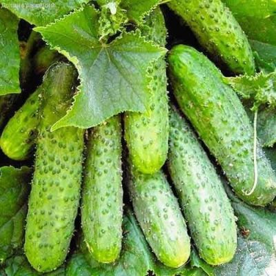 Огурец Тополек F1 фото