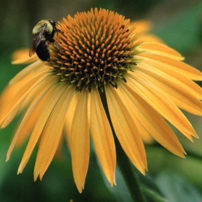 Эхинацея Хавест Мун Эхинацея Хавест Мун - Dolina-Sad.Ru