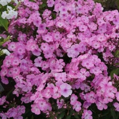 Флокс метельчатый Свит Саммер Кэнди Флокс метельчатый Свит Саммер Кэнди - Dolina-Sad.Ru