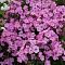Флокс метельчатый Свит Саммер Кэнди Флокс метельчатый Свит Саммер Кэнди - Dolina-Sad.Ru