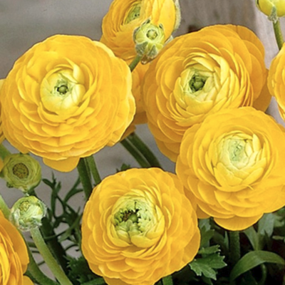 Ранункулюс Еллоу Ранункулюс Еллоу фото