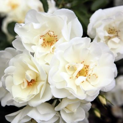 Роза Уайт Кавер Роза Уайт Кавер фото