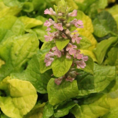 Живучка ползучая "Голд Чанг" фото