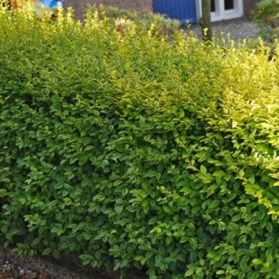 Бирючина обыкновенная Ауреум Бирючина обыкновенная Ауреум фото