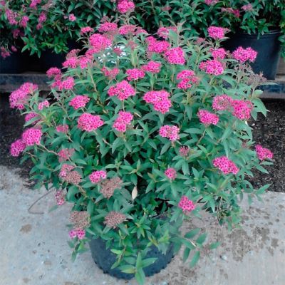 Спирея японская Неон Флеш Спирея японская Неон Флеш - Dolina-Sad.Ru